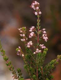 Image result for Erica pleiotricha