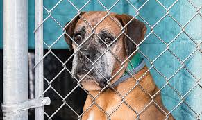 Ask group about this pet. Arizona No Kill Shelter Takes In 18 Puppy Mill Survivors