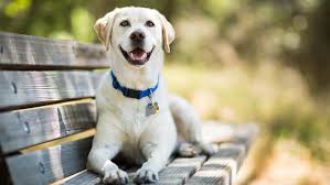 If you are unable to find your labrador retriever puppy in our puppy for sale or dog for sale sections, please consider looking thru thousands of labrador retriever dogs for adoption. Lawmaker Wants To Name The Labrador The State Dog