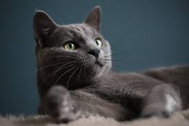 Russisch blau katzen sind bei vielen katzenfreunden unter anderem aufgrund ihrer eleganten erscheinung sehr beliebt. Russisch Blau Die Richtige Katze Fur Mich