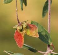 Image result for Sphedamnocarpus pruriens