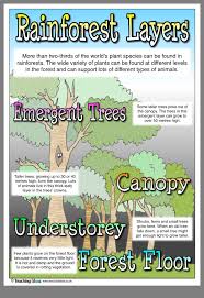 Pin By Nancy Ormand On School Rainforest Activities Rainforest Project Rainforest Classroom