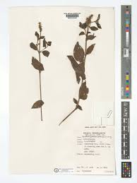 Image result for Cyathula cylindrica