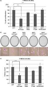 Bap1 is a nuclear deubiquitinase and is the most commonly altered cancer gene in malignant mesothelioma. Brca1 Associated Protein 1 Bap1 Suppresses Cell Proliferation Of Download Scientific Diagram