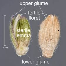 Image result for Dichapetalum deflexum