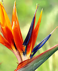 Bird Of Paradise Plant For Sale Uk Bird Of Paradise Specials From Spalding Bulb Planting Flowers Bulb Flowers Birds Of Paradise Plant