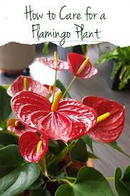 How To Care For A Flamingo Plant Anthurium Care Plant Care Anthurium