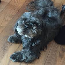 Maybe you would like to learn more about one of these? Atlanta Pet Rehoming Adoption Services Rehome Your Dog Cat Puppy Kitten Safely