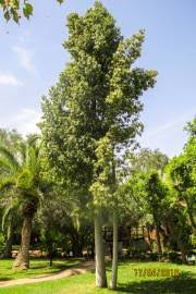 Image result for Grewia arborea