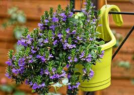 While this might work if you have excellent soil, most of us need. Potting Soil Mix For Flowers Preparation Method Gardening Tips