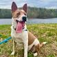Weekly Sunday Hikes with Old Dominion Humane Society