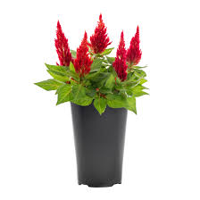 Image result for Celosia elegantissima