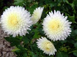 Beautiful Nature Wallpaper With White Chrysanthemum Flower In High Resolution Hd Wallpapers Wallpapers Download High Resolution Wallpapers In 2020 Beautiful Nature Wallpaper Chrysanthemum Flower White Chrysanthemum