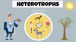 Heterotroph Examples Youtube