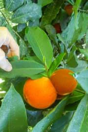 Image result for Lotus discolor