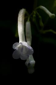 Image result for Streptocarpus solenanthus × eylesii
