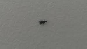 We did not find results for: 20 Small Black Flies In Bathroom Magzhouse