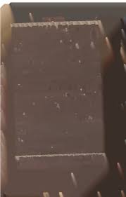 Image result for Plicosepalus amplexicaulis