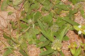Image result for Crotalaria anthyllopsis