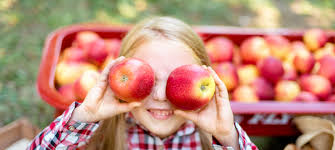 Apple orchards near rochester mn. Best 11 Apple Orchards In Minnesota To Visit This Fall Minnetonka Orchards