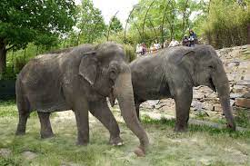 Ambika And Shanti At National Zoo Washington D C Zoo Animals Animals Zoo