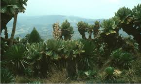 Image result for Cassipourea mollis