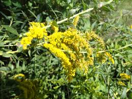 Check spelling or type a new query. Practice Identifying Plants Ohio Plants Eeob 2210 Page 2