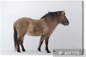 The last individual believed to be of this subspecies died in captivity in the russian empire. Leinwandbild Tarpan Pferd Pixers Wir Leben Um Zu Verandern