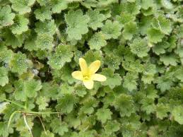 Image result for Sibthorpia europaea