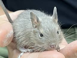 ブルーデグー（12月3日生まれのベビー♂） | ピュアアニマル