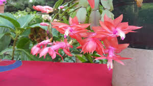 El cactus de navidad, de nombre científico schlumbergera, es conocido también como cactus de acción de gracias, de si el cactus de pascua no llega a abrir sus capullos y estos se caen antes de tiempo, es necesario revisar los cuidados que le damos y corregir. Cuidados Y Reproduccion Zygocactus Truncatus Schlumbergera Truncatus Santa Teresita Youtube
