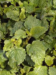 Image result for Melissa officinalis