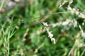 Image result for Eragrostis pilosa