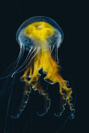 Cassiopea mediterranea cotylorhiza tuberculata scifomedusa cepheidae Sea Nettles And Medusa A World Atlas Of Jellyfish In Pictures Beautiful Sea Creatures Ocean Creatures Deep Sea Creatures