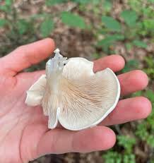 Image result for Clitopilus prunulus