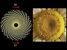 The Fibonacci sequence is significant because it's found in nature ...