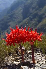 Image result for Brunsvigia