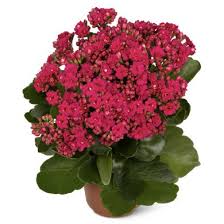 Image result for Kalanchoe rosalina
