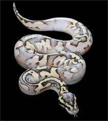 Pythonregius Com Constrictors Unlimited Ball Python Ball Python Morphs Breeds
