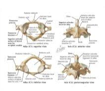 The atlas bone is the first of seven cervical vertebrae (vertebra cervicalis i or c1). Cervical Vertebrae Atlas And Axis