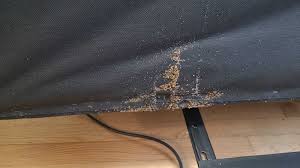 Image result for bed bugs droppings