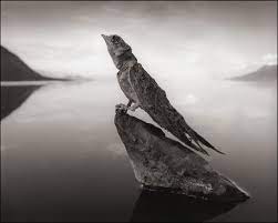 any animal that touches this lethal lake turns to stone nick brandt lake turn to stone