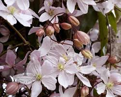 Bij ons komt ook één soort clematis in de natuur voor met de naam clematis vitalba. Clematis Armandii Apple Blossom Bosrank Vertrouwd Online Kopen