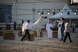 نتائج اليوم الثاني لبطولة المدينة المنورة لجمال الخيول العربية 2019 Arabian Horse Horses Animals