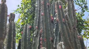 The flowers bloom at night and are pollinated by bats, moths and bees before the flower close in the morning. Can You Eat This Fruit Finding Eating San Pedro Cactus Fruit In Village Youtube