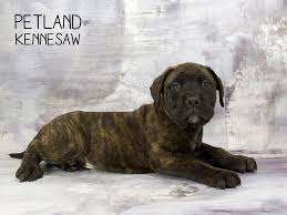 Find bullmastiff puppies and breeders in your area and helpful bullmastiff information. Bullmastiff Puppies For Sale Breed Info Atlanta Ga