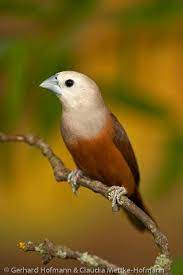 Pallid Mannikin Pale Nun Blasskopfnonne Capuchinho De Cabeca Palida Munia Pallida Panenka Bleda Bleghovedet N Beautiful Birds Finches Bird Pretty Birds