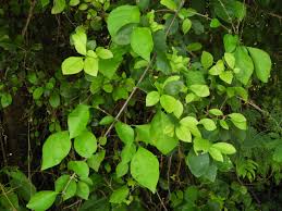 Image result for Pisonia