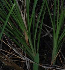 Image result for Rhynchospora holoschoenoides