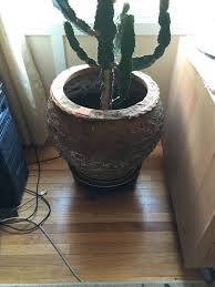 Although they're tiny and prickly, a round mini cactus is always welcome to hang out with us on our desk. Questions Archives Page 2 Of 20 Cactus Jungle